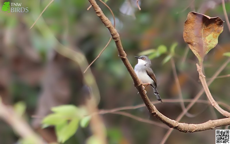 Grey-breasted Prinia